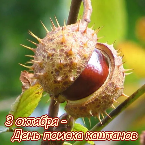 День поиска каштанов